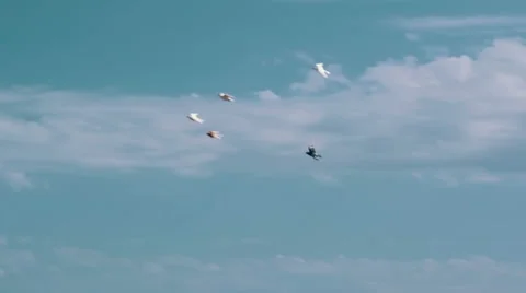 150fps - Flock of Birds in the Sky 06 Stock Footage 48845925