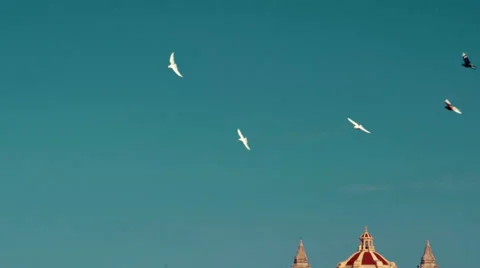 150fps - Flock of Birds in the Sky 07 Stock Footage 48846144