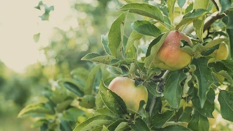 150Z apple3 Stock Footage 129446113