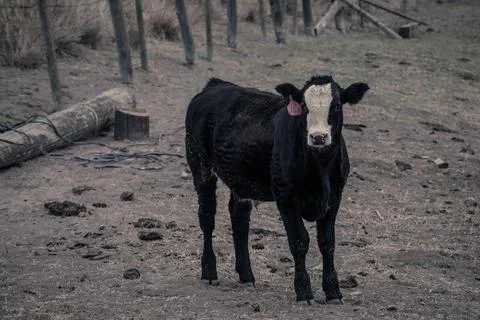 151 Fotos de archivo