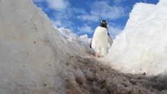 Gentoo Penguins walk on higway in Antarctica
