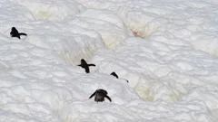 Gentoo Penguins walk on higway in Antarctica
