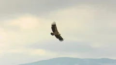 Griffon Vulture flying between mountains