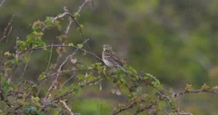 Meadow Pipit bird perched on thorn branch flying away slow motion