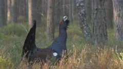 Western capercaillie. Displaying and singing bird in spring forest.