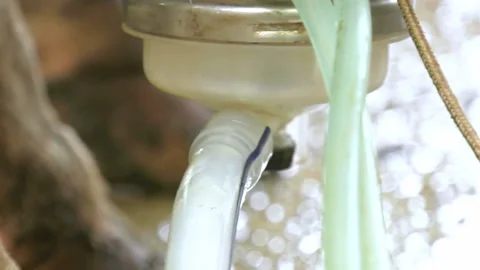 153. Process of milking a cow. Stock Footage 93523710