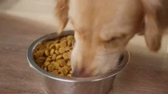 Hungry golden retriever eating dog food from metal bowl after walking, concept