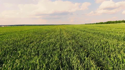 1532 field 4k Video stock 109120161