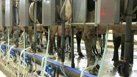 154. Process of milking a cow. Stock Footage 93523757