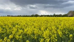 Field of yellow rapeseed flowering in UK