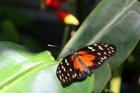 A closeup shot of a Milkweed butterfly on a green leaf on Mainau island ...