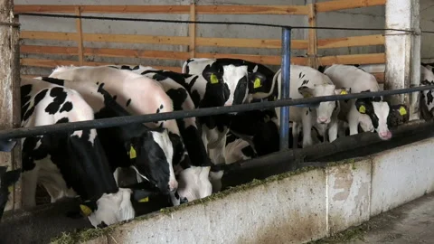 155. Young cows. 動画素材 93523755