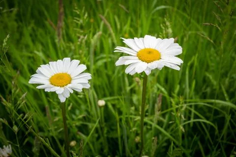 On a green meadow there are many white