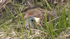Closeup shot of trash on the ground on a sunny day.