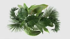 composition of tropical plants moving in the wind in a loop animation with alpha
