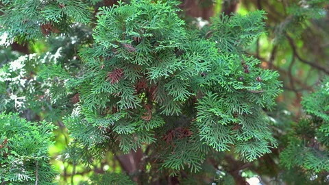 ???? ????? Stock Footage 156953709