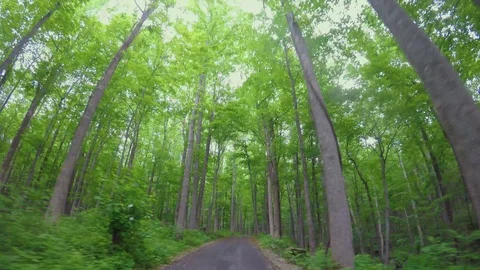 157 Deep forest tall trees drive timelapse 스톡 동영상 104197730