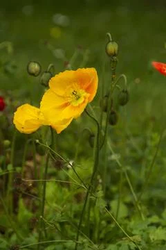 A vertical closeup of yellow Iceland poppies. Papaver nudicaule. xkwx vertical, closeup, yellow, poppies, papaver nudicaule, vibrant, flowers, several, petals, plants, spring, nature, beauty, blossom, summer, garden, field, flora, grass, botany