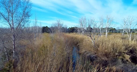 158 Flying above a river surrounded with golden reed and dead trees . Stock Footage 87550325
