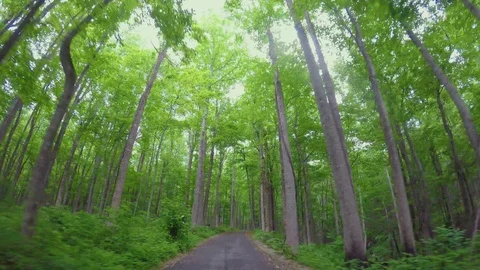 158 slow drive Deep in the forest tall trees Stock-Footage 104197594