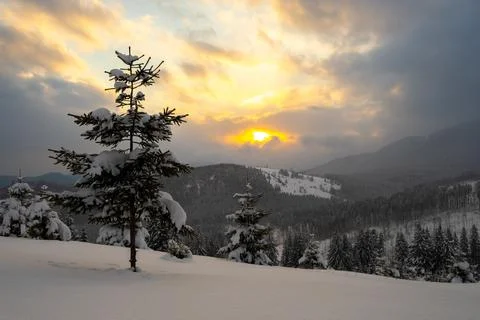 Amazing winter landscape with lonely pine tree in cold foggy mountains ...