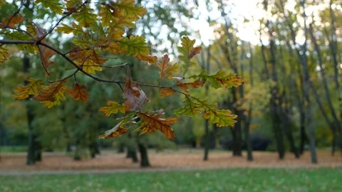 15okt11 Video stock 151606611