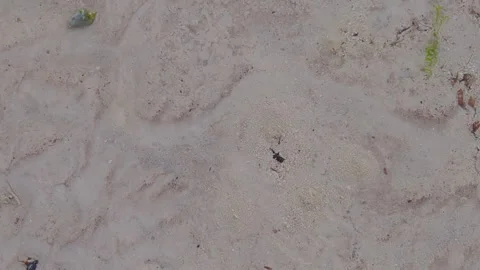 15s 4k Gas Bubbling Through Sand Tanzania Zanzibar Tide Water Shell Moving .. Stock Footage 246804759