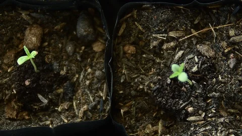 16-12-62-032 Stock Footage 121394827