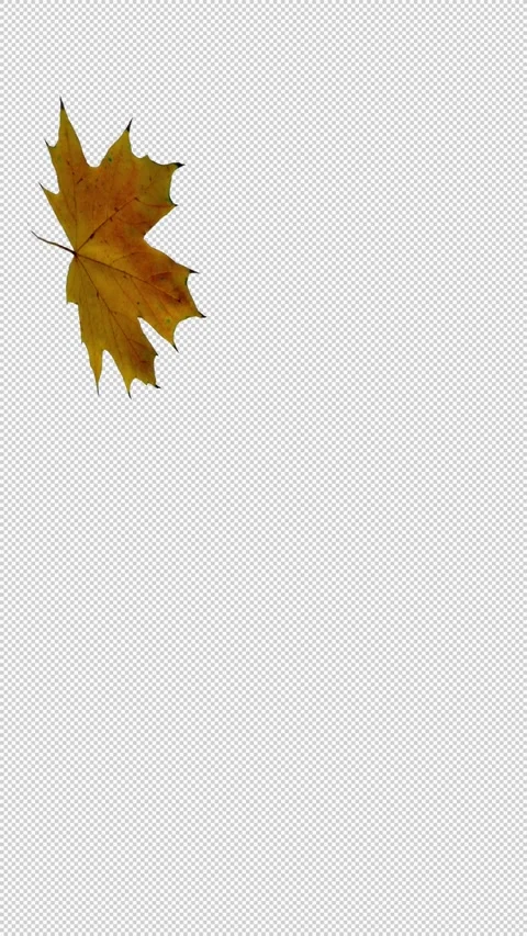 16 Autumn Leaves Sequential Vertical Motion Pack Stock Footage 289557598