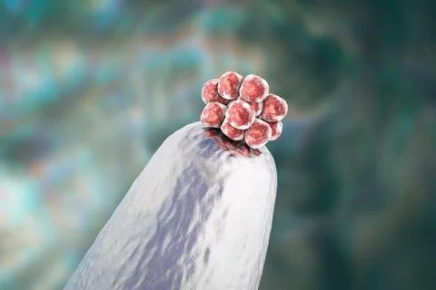 16-cell human embryo on a needle tip Stock Illustration