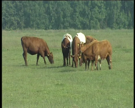 16 cows eating Stock Footage 371278