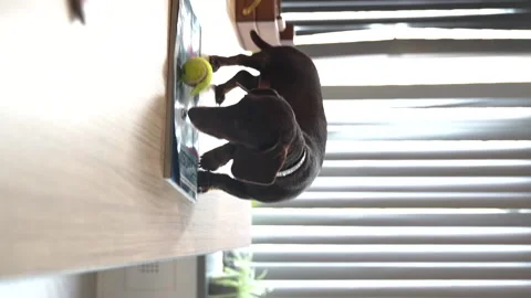 16 Dachshund walks on the table Stock Footage 221118569