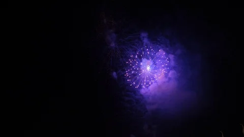 ดอกไม้สีม่วงน้ำเงินดอกไม้ .16 스톡 동영상 104919702