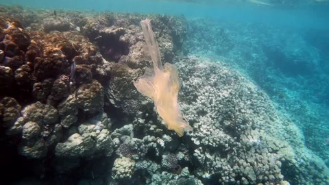 16 Plastic Bag Floating Near Coral Reef In Red Sea Stock-Footage 335591136