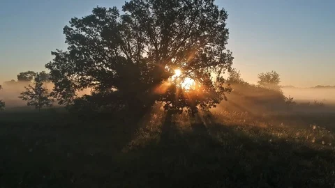 16 The rays of the sun became tangled in the branches and morning fog. Drone Stock Footage 114351393
