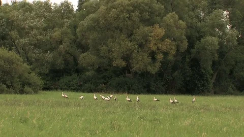 16 white storks while grooming on a moist meadow - wildlife Stock Footage 82380830