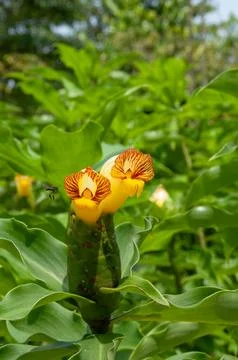 16012014 botanic gardens (159) Stock Photos