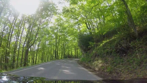 162 driving though the forest in North Carolina Stock Footage 104199480