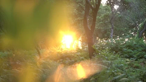 1627. Sun Rays through Green Leaves 4K Stock Footage 88729938