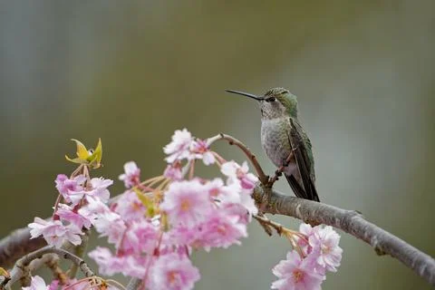 A selective focus shot of a hummingbird standing on a blooming flower ...