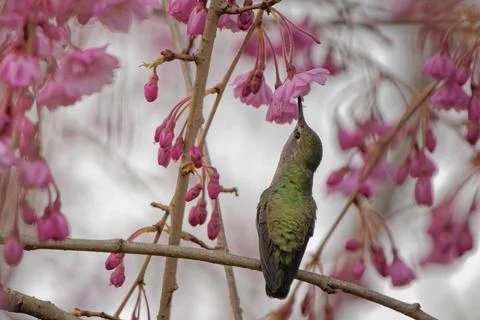 A selective focus shot of a hummingbird standing on a blooming flower ...