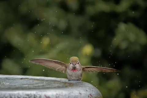 A selective focus shot of a hummingbird standing on a blooming flower ...