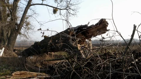 163 Damaged big tree, disaster hurricane, field Stock Footage 124365868
