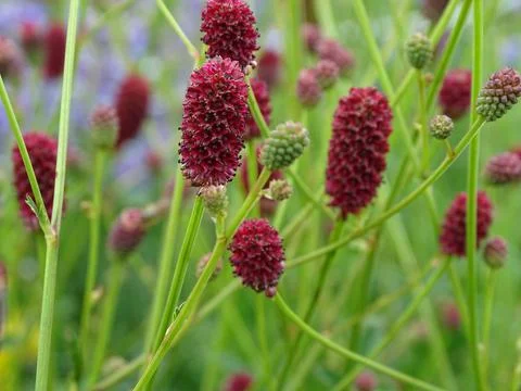 A closeup of Sanguisorba officinalis, commonly known as great burnet. xkwx closeup, sanguisorba officinalis, great burnet, beautiful, garden, flowers, bunch, selected focus, dark, red, garnet, plant, blossom, spring, bloom, flora, botany, nature, summer, background, beauty, bouquet, vegetation, decoration, park, outdoors, environment