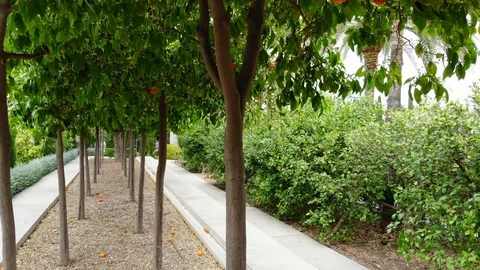 164 Walking under blooming orange trees with mellow fruits. Close up Stock Footage 87732640