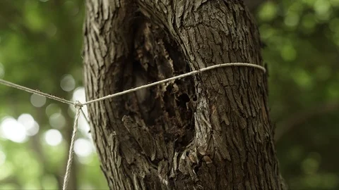 1646. Ants &amp; Tree Timelapse 4K Stock Footage 88731521