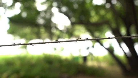 1647. Ants on a Thread in the Woods 4K Stock Footage 88731658