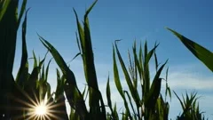 Slow-motion 4K video of cornstalks growing in a field
