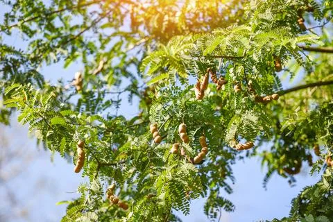 Tamarind  tree,  ripe  tamarind  fruit  on  tree  with  leaves  in  summer  background,  Tamarind  plantation  agricultural  farm  orchard  tropical  garden xkwx agriculture,  asia,  asian,  background,  brown,  closeup,  crop,  curve,  delicious,  dessert,  eating,  edible,  exotic,  food,  fresh,  freshness,  fruit,  garden,  green,  group,  health,  healthy,  ingredient,  leaf,  market,  natural,  nature,  nutrition,  open,  organic,  pile,  plant,  raw,  ripe,  seed,  sharing,  shell,  sour,  sweet,  tamarind,  tamarind  juice,  tamarind  leaves,  tamarinds,  texture,  thai,  tree,  tropical,  vegetable,  vegetarian,  vitamin