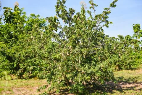 Tamarind  tree,  ripe  tamarind  fruit  on  tree  with  leaves  in  summer  background,  Tamarind  plantation  agricultural  farm  orchard  tropical  garden xkwx agriculture,  asia,  asian,  background,  brown,  closeup,  crop,  curve,  delicious,  dessert,  eating,  edible,  exotic,  food,  fresh,  freshness,  fruit,  garden,  green,  group,  health,  healthy,  ingredient,  leaf,  market,  natural,  nature,  nutrition,  open,  organic,  pile,  plant,  raw,  ripe,  seed,  sharing,  shell,  sour,  sweet,  tamarind,  tamarind  juice,  tamarind  leaves,  tamarinds,  texture,  thai,  tree,  tropical,  vegetable,  vegetarian,  vitamin